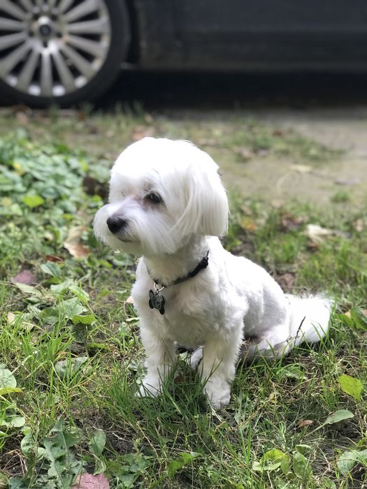 В’язка  МАЛЬТІЙСЬКА болонка