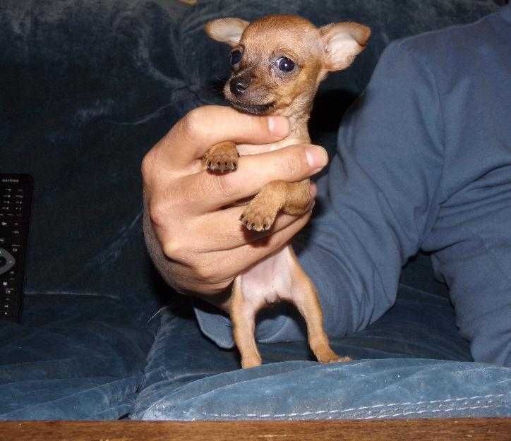 Pinscher Miniatura