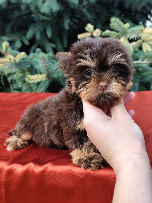 Дівчинка міні Йорк шоколадно-підпала