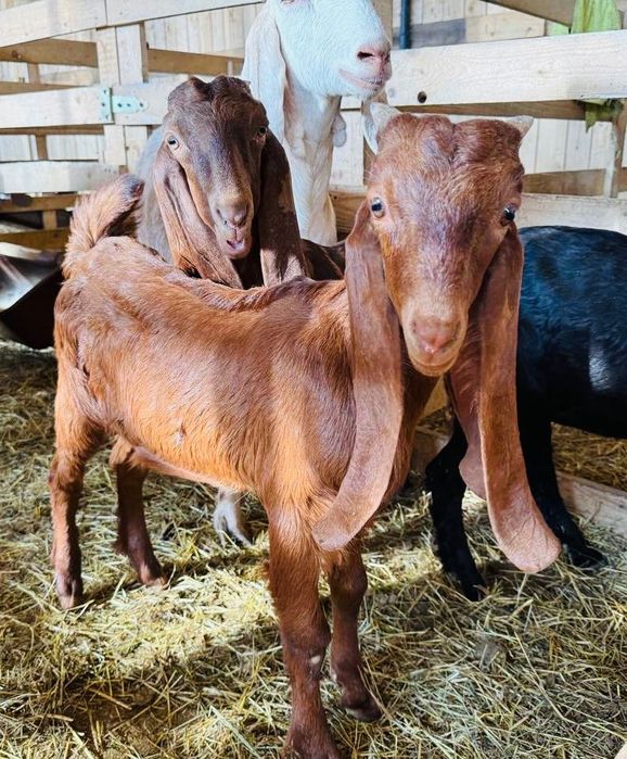 КАМОРІ 50% та 75%