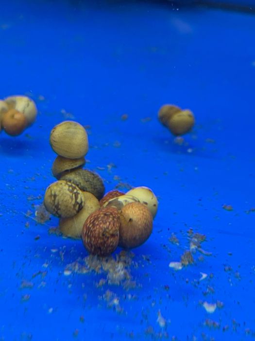 Ślimak do akwarium baltik czyści rośliny czynne do 20:00