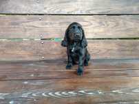Cocker Spaniel suczka