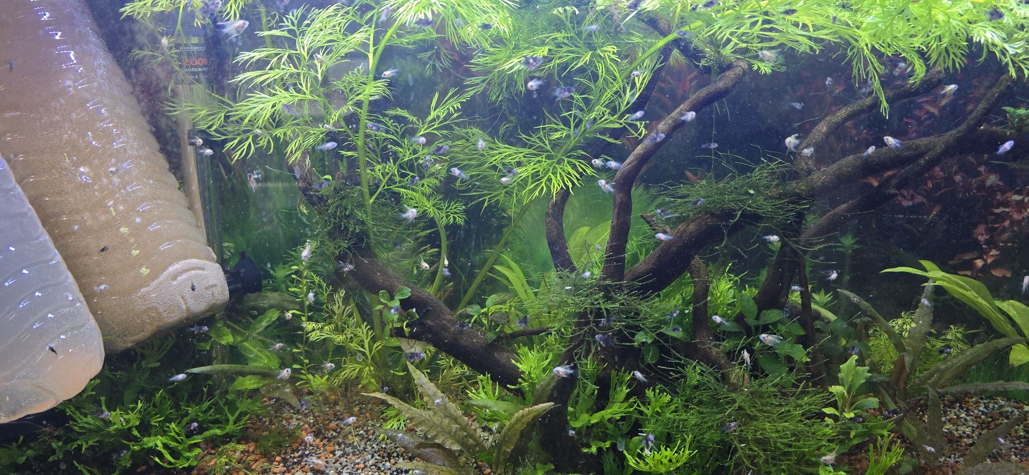 Cedo peixes caseiros