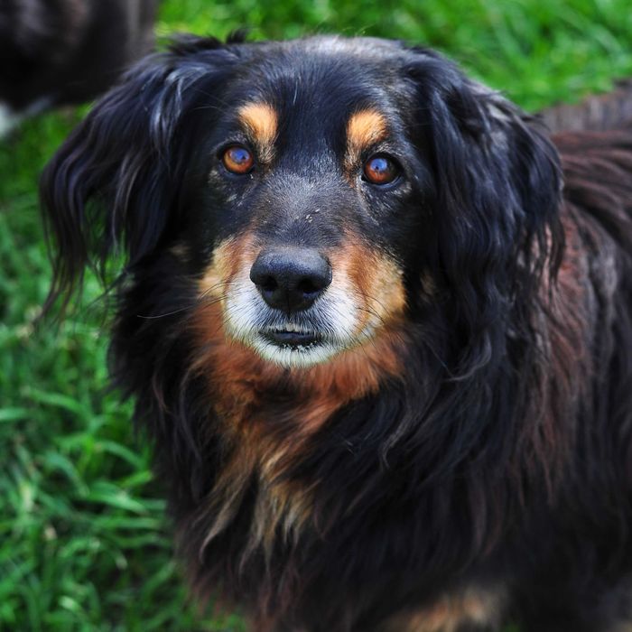 Muchomorek do adopcji