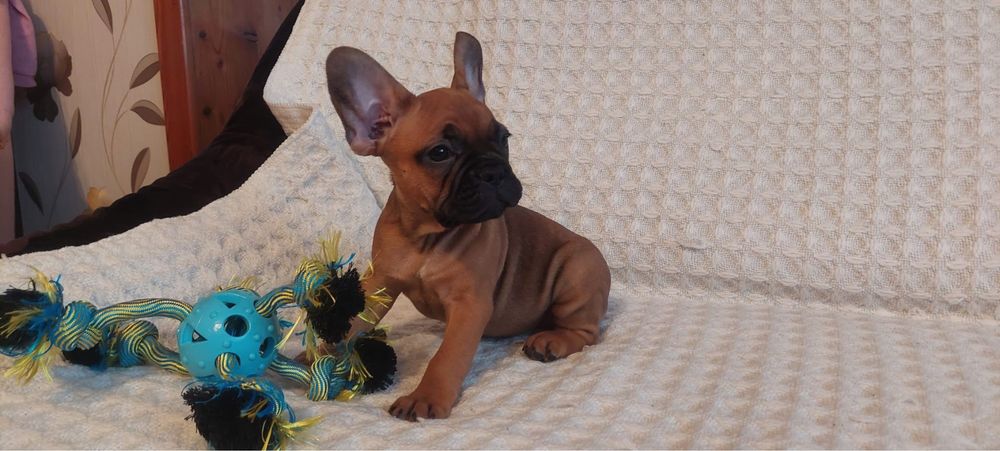 Szczeniak, buldog francuski, piesek