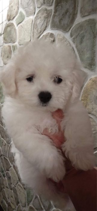 Бішон фрізе офіційні