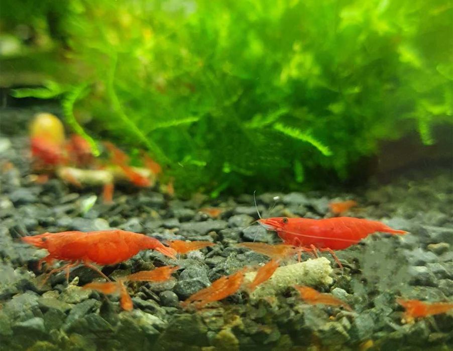 Krewetki Neocaridina Red Sakura WYSYŁKA do akwarium