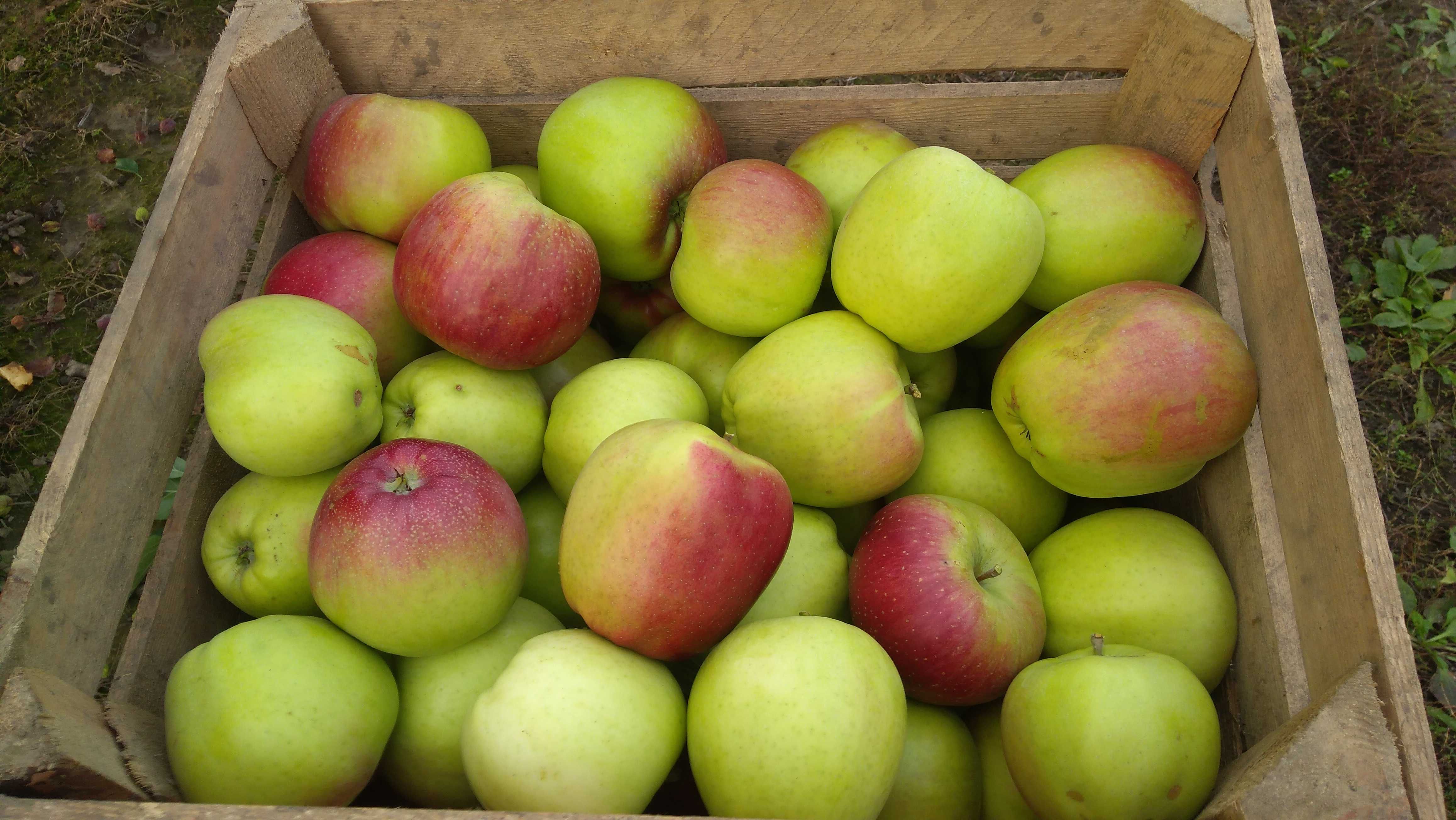 Skrzynka jabłka na sok 18kg ligol soczyste twarde z własnego sadu