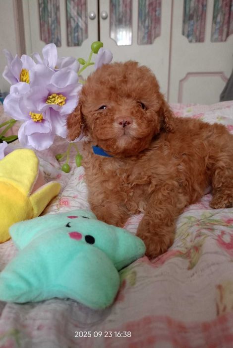 Pudel  Toy/miniatura samczyk