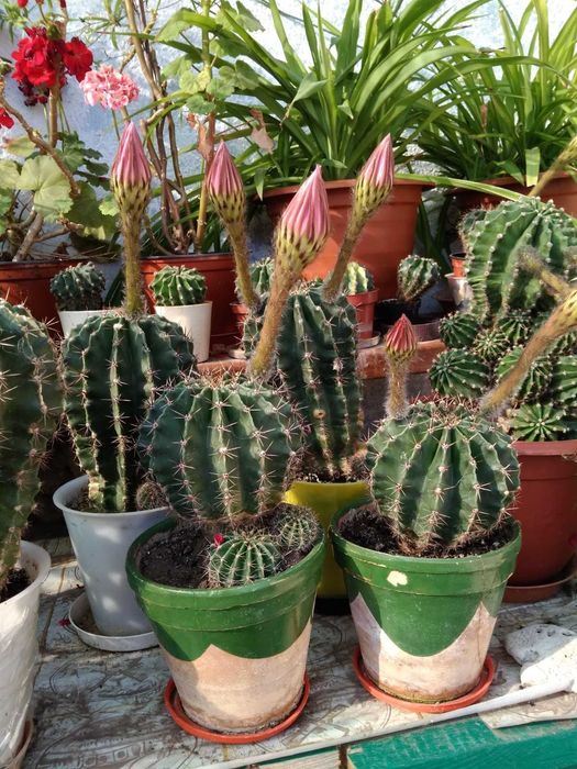 Комнатные растения