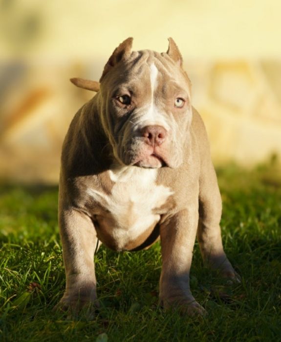 American Bully Pocket suczka