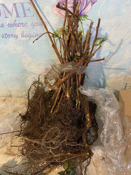 Саджанці Полуниці Копана Касета Малина Плодові дерева Рассада Клубники