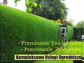 Przycinanie Tui, Pielęgnacja,Zakładanie trawników ,Wycinka,Karczowanie