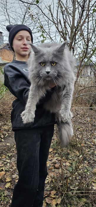 Голубой мальчик на вязку