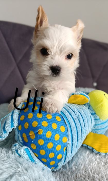Malutki chłopczyk Golddust Yorkshire terrier