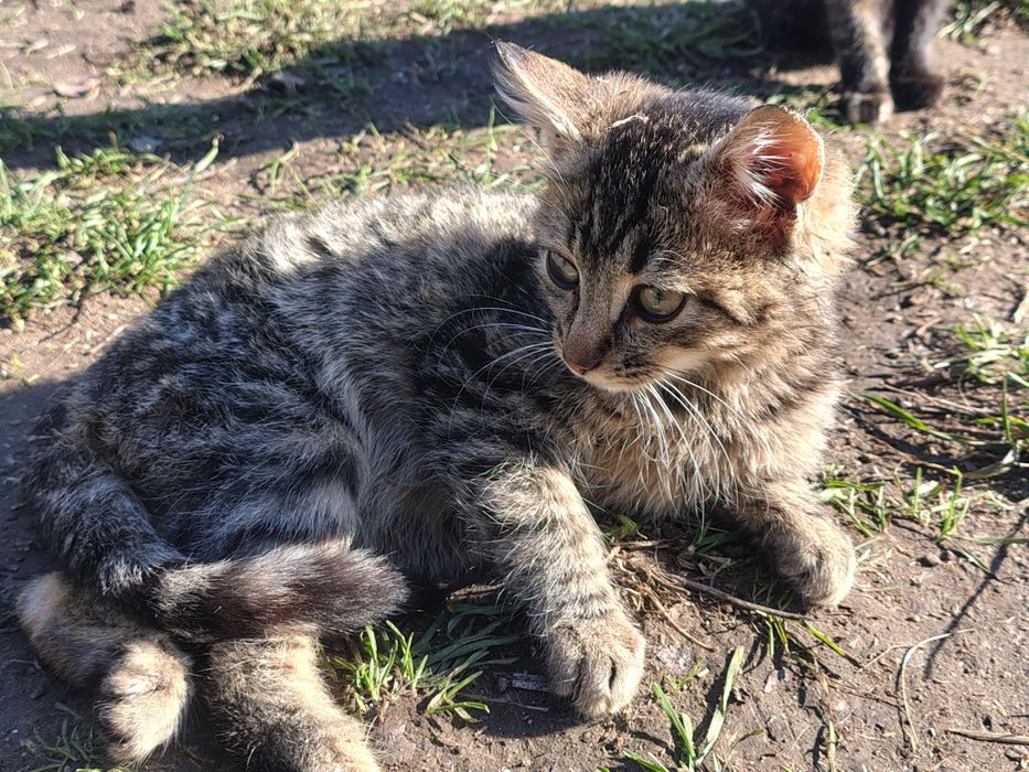 Два гарненькі котика, безкоштовно, 5,5 місяців