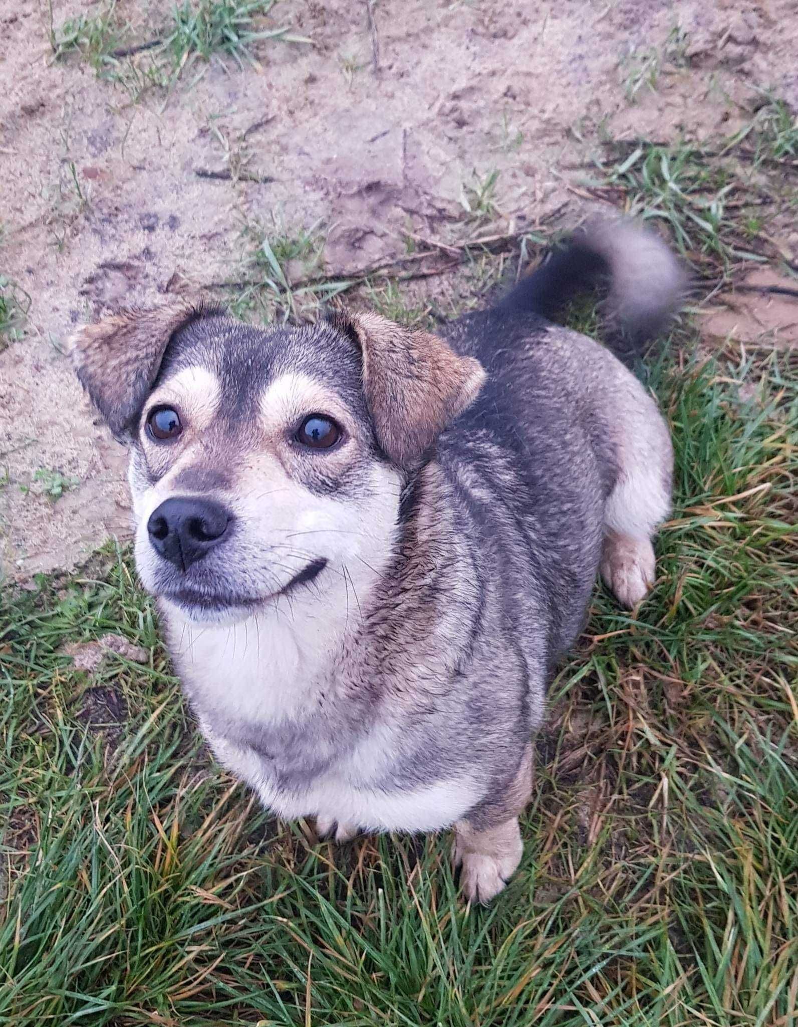 Figa poleca się do adopcji!!