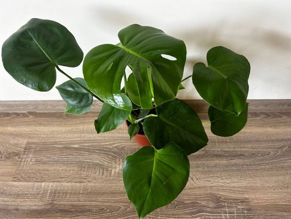 Фікус лірата драцена заміокулькас равен зензі сингоніум маранта