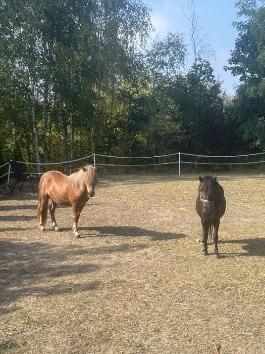 Kucyk kucyki klacz klacze kon konik szetland szetlandzki