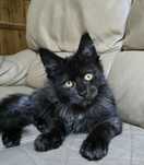 Piękny kocur maine coon