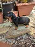 Teckel kaninchen top