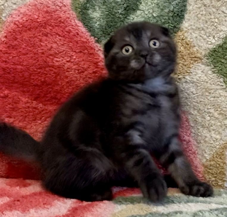 Шотландский дым фолд котик
