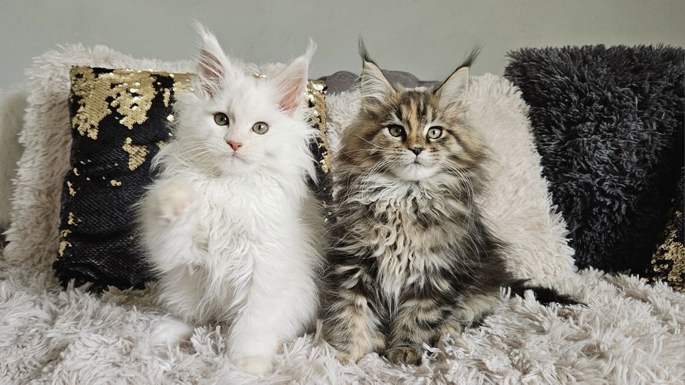 Kocięta Maine Coon Hodowlą FPL