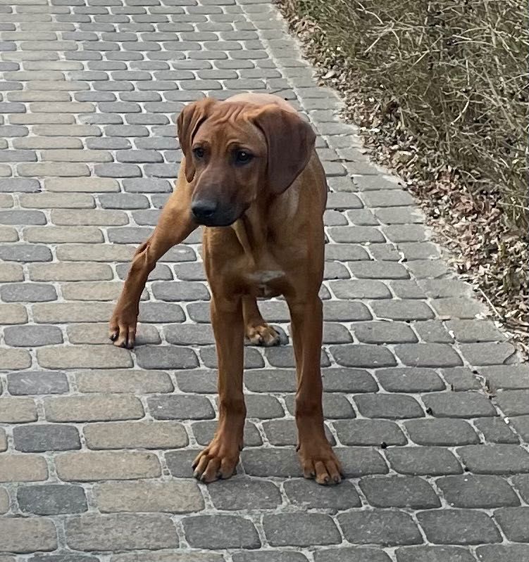 Rhodesian Ridgeback HELA dziewczynka po Championach z dokumentami ZKwP
