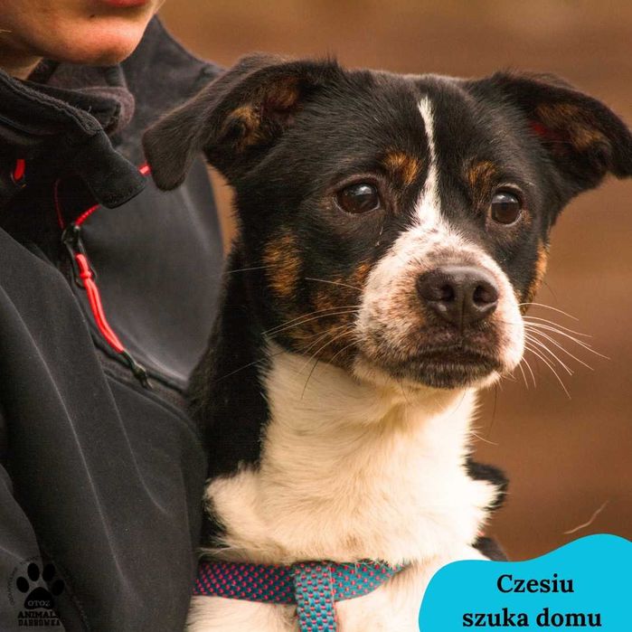 Czesiu i Wiesiu szukają domu