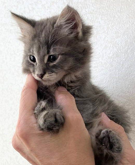 Вінні і Пух кошенята хлопчики 2 міс