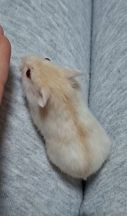 Хомячки джунгарики