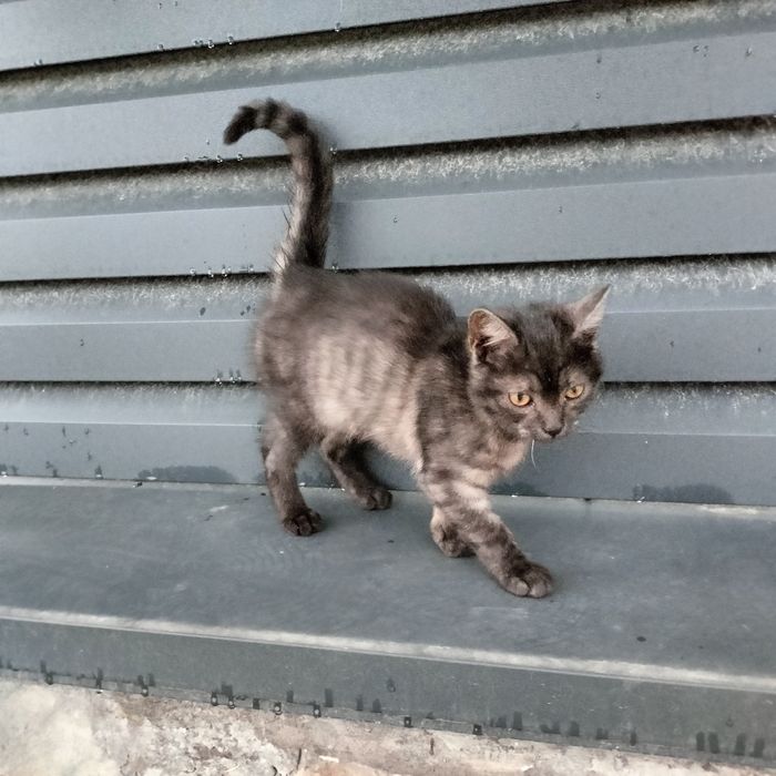 Кошеня в добрі руки!