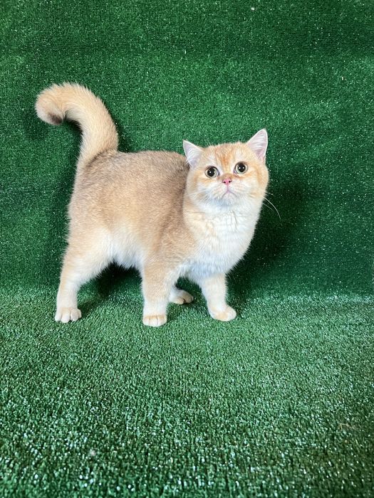 Британська золота шиншила хлопчик 6 міс‼️