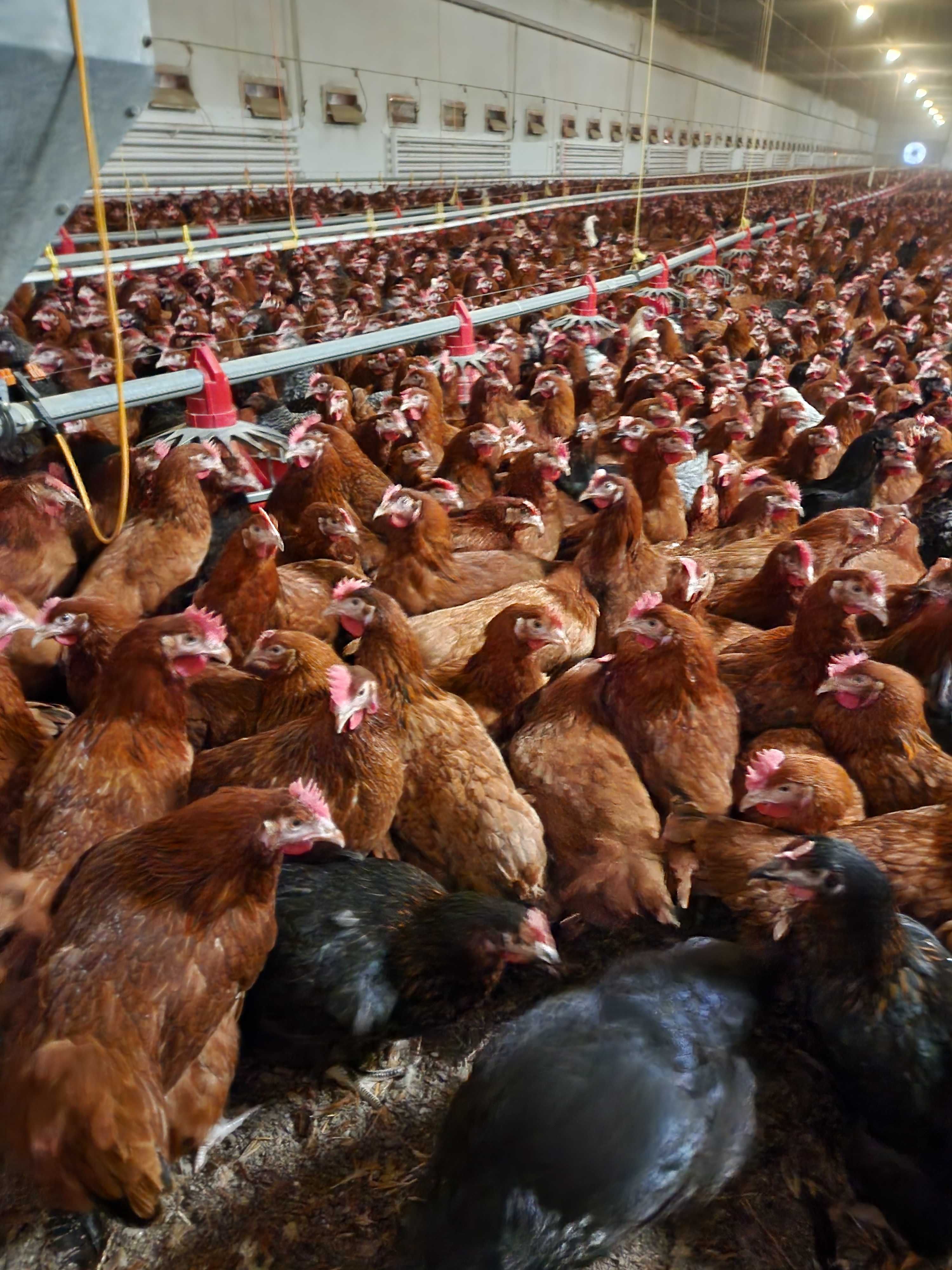 Kury NIOSKI z wolnego wybiegu ! Rossa Leghorn Messa Dominant !