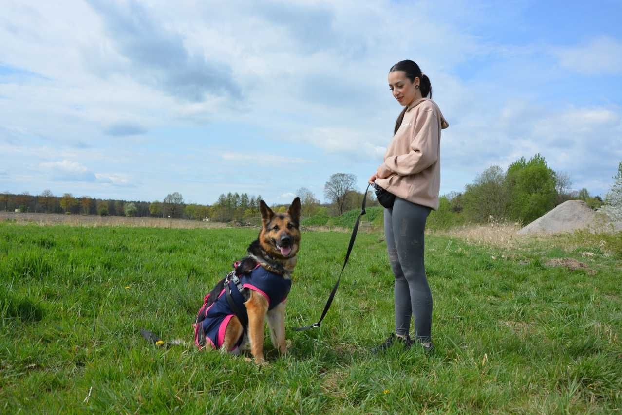 Kora - piękność w typie owczarka niemieckiego czeka na dom!