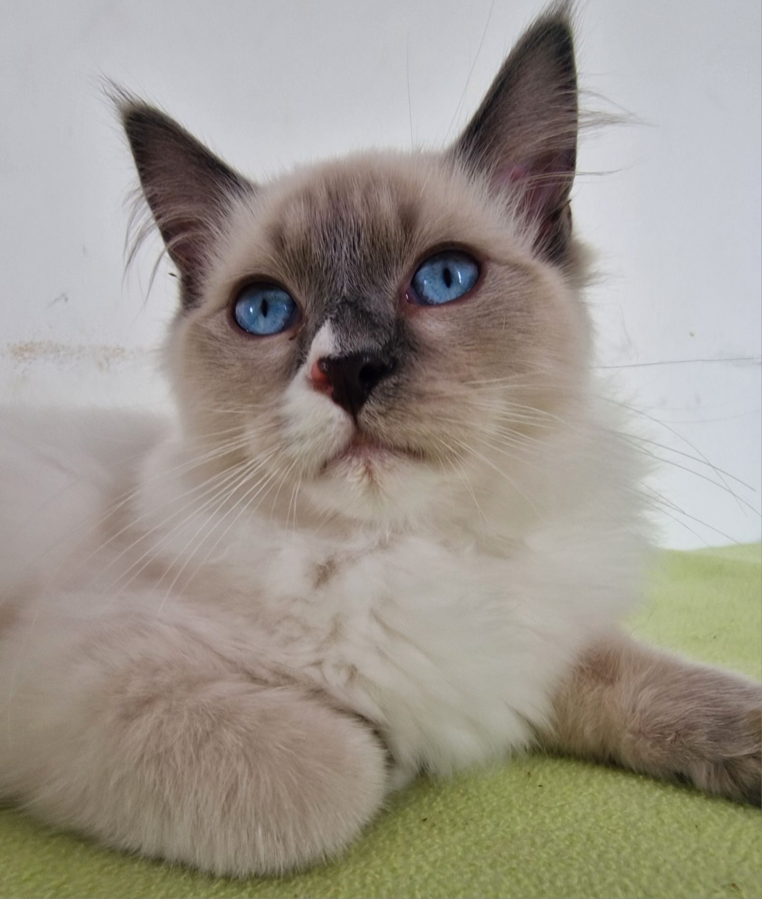 Kocurek Ragdoll blue mitted