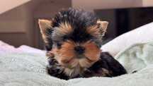 Chłopczyk Yorkshire Terrier Miniaturka z Rodowodem