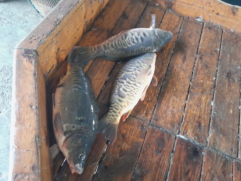 Sprzedaż ryb z własnej hodowli