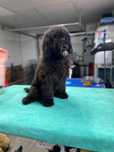 Última puppy de poodle média, procura novo lar!!