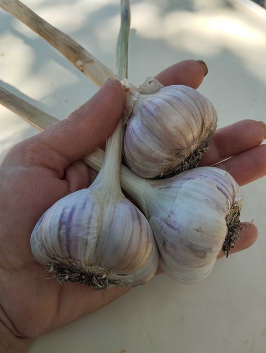 Продам часник великий