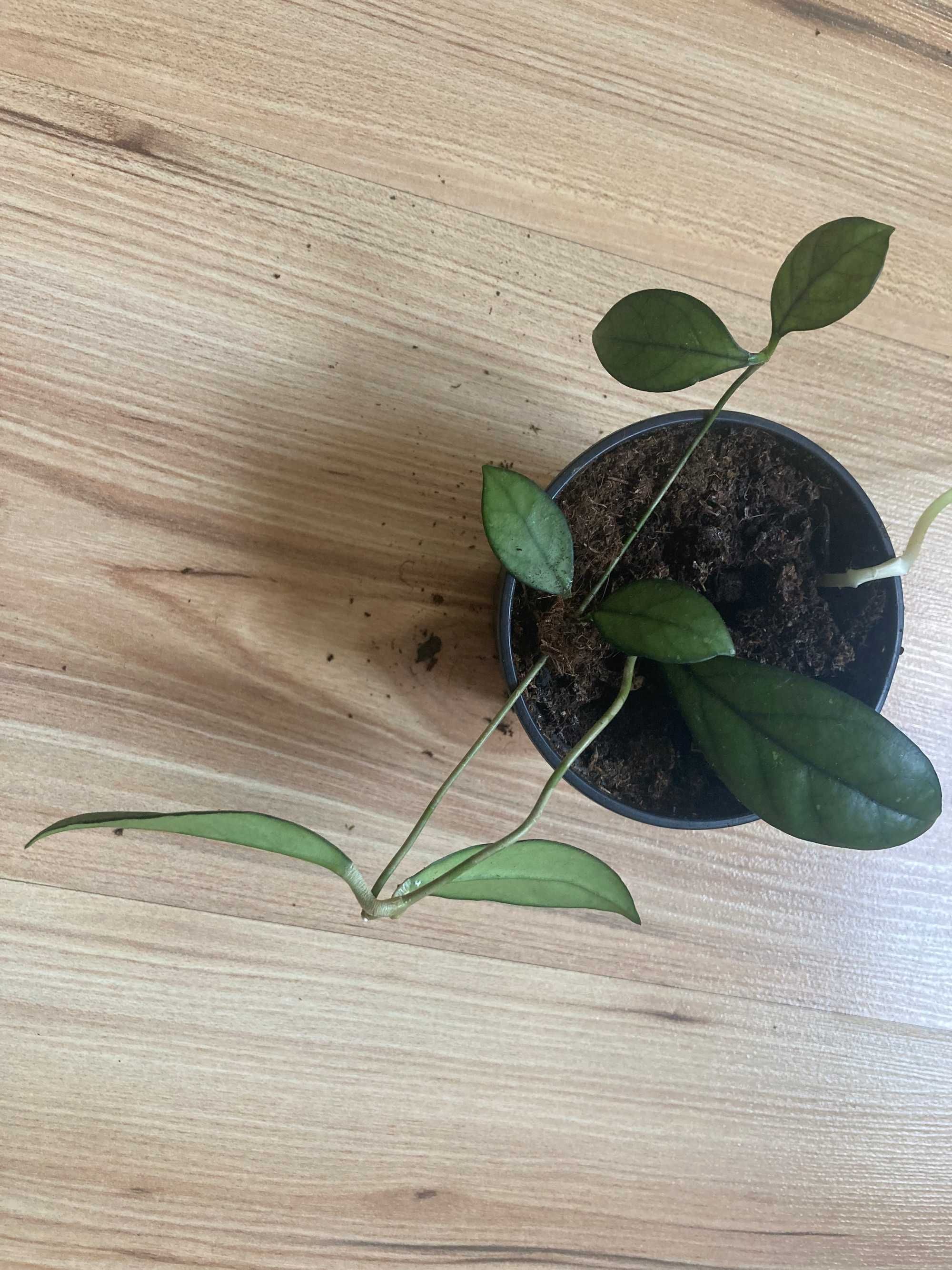 Hoya hoja crassipetiolata - sadzonka rosnąca