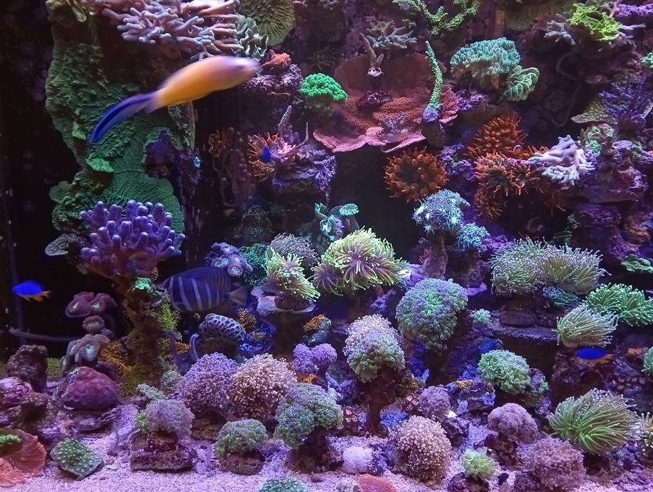 koralowiec akwarium morskie