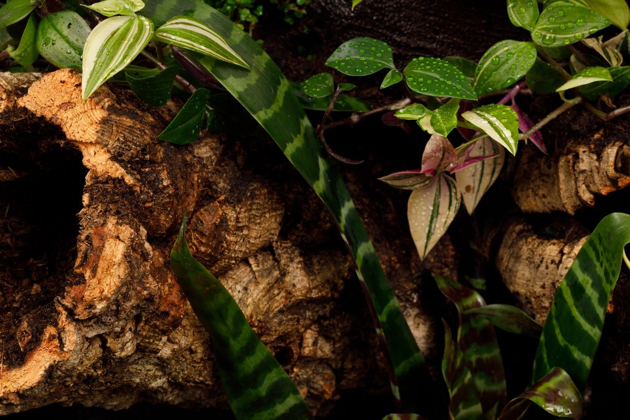 Terrarium tropikalne aktywne biologicznie