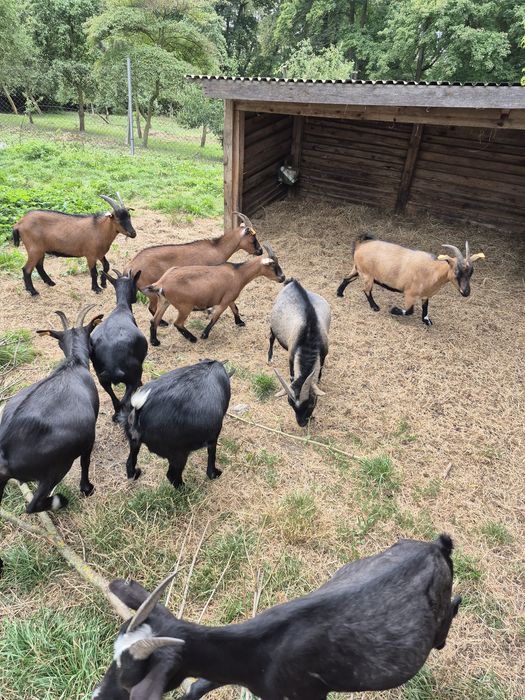 Kozy miniaturowe do ogrodów, zabawy z dziećmi, skubania trawy.