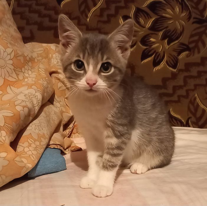 Красивый котенок ищет дом и любящих хозяев!!!
