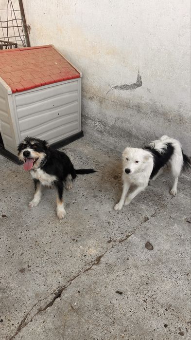 Cadelas porte médio