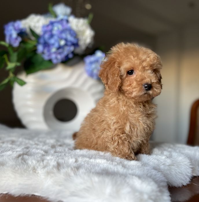 Pudel toy mini chłopiec