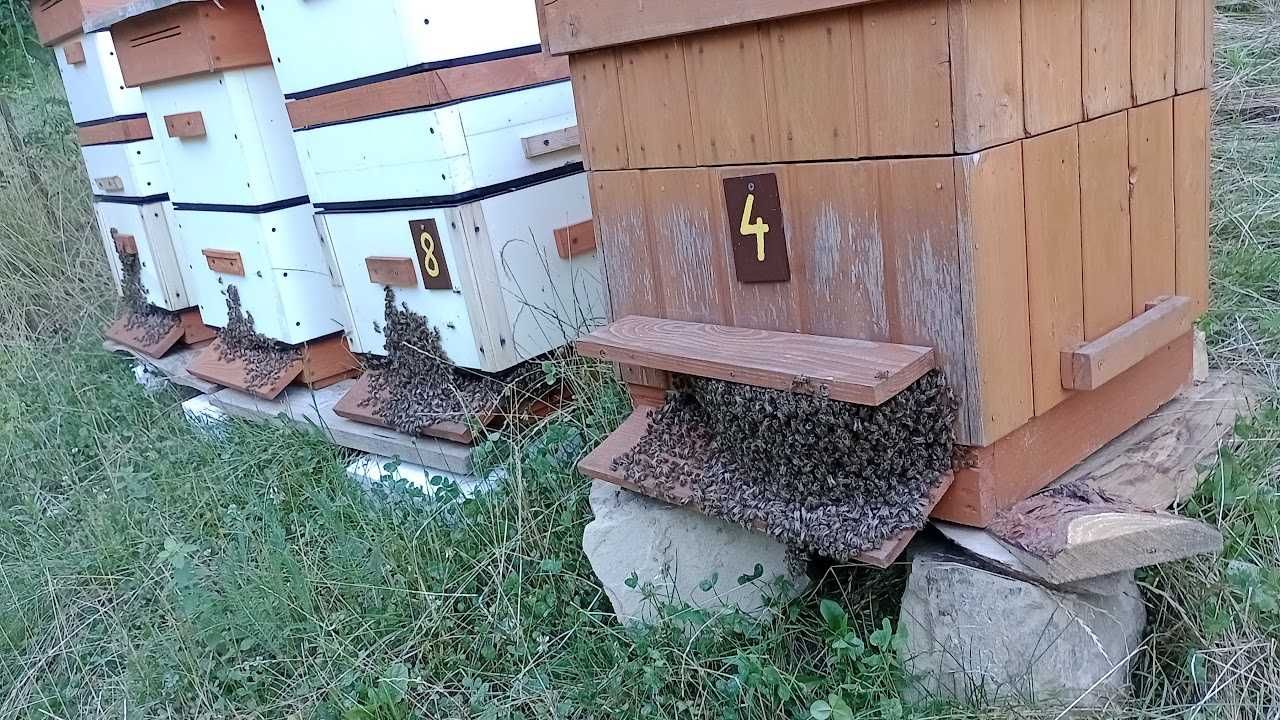 Matki Pszczele Krainka Unasiennione Sprzedam