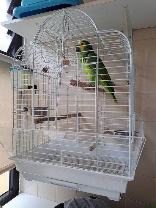 Aves papagaio astiba macho com decomentos