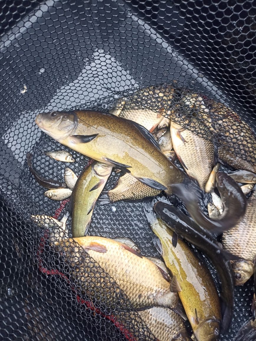 Karp ,Lin,Szczupak, Płoć narybek